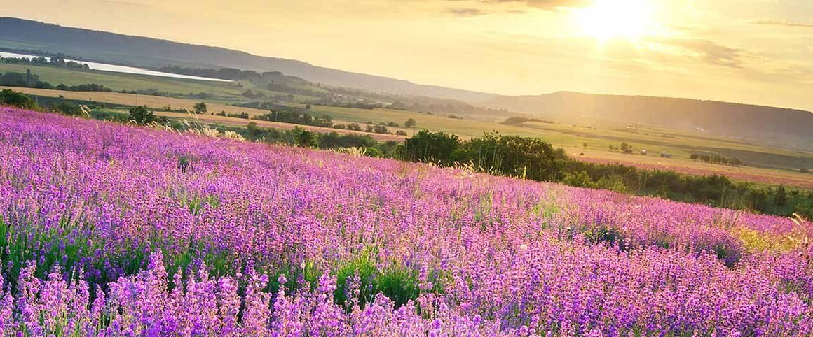 Scion International – Leading in the world of fragrances, personal care and color cosmetics brands.