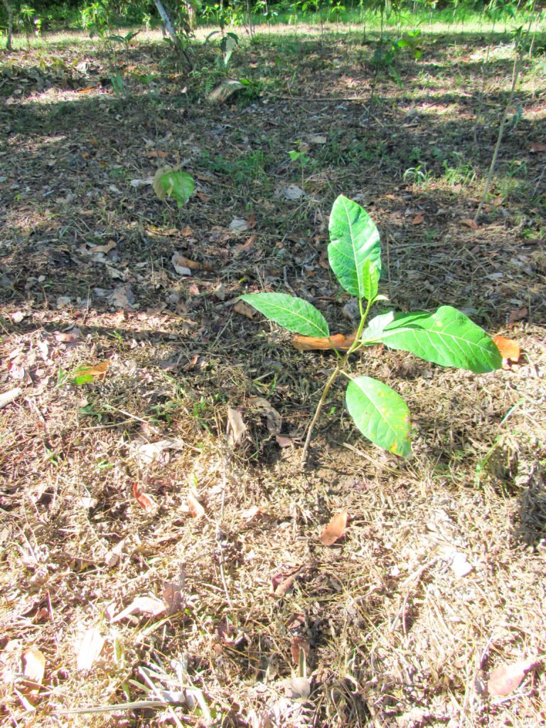 2022 05 relev tech sdn bhd tree photo 2 (1)